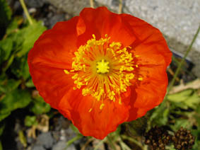 Papaver nudicaule